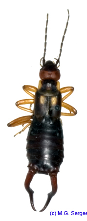 Anechura_bipunctata_1135 copy